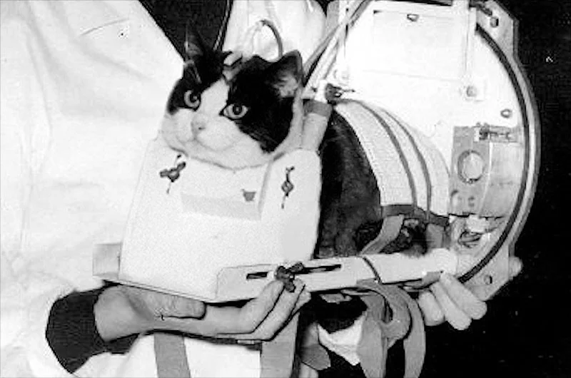 Фелисетта: история первого кота, отправленного в космос